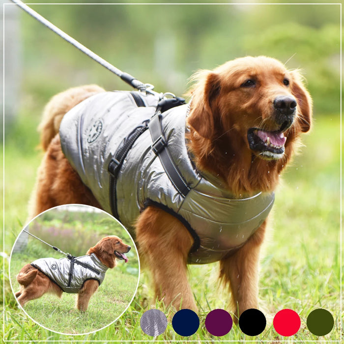 Beautiful Dog Jacket With Harness